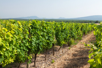Fototapeta na wymiar Landscape of vineyard