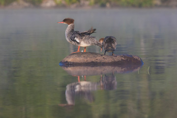 Common merganser (North American) or goosander (Eurasian) (Mergus merganser) mother and baby