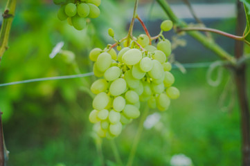 Grones of growing white grapes on a home plantation.