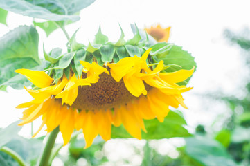 Sunflower grows on a private plot. Home garden with plants. environmentally friendly product with vitamins.