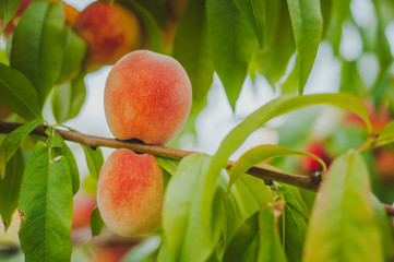 Orange ripe peach grows on a tree. Home production. environmentally friendly product with vitamins.