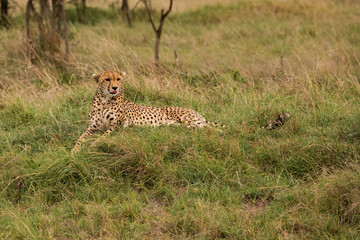 single cheetah sitting in short grass in the Masai Mara