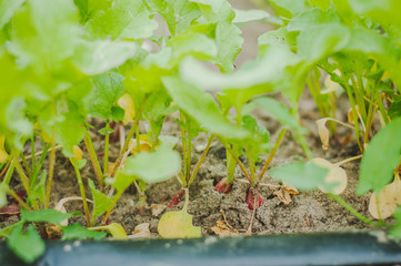 Radish grows on a bed with a drip irrigation system. Home garden with plants. environmentally friendly product with vitamins.