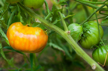 orange tomato grows on a bush. Home production. environmentally friendly product with vitamins.