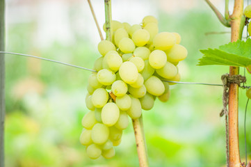 White grapes grow on a bush. Home garden with plants. environmentally friendly product with vitamins.
