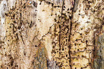 Rotten tree stump surface, abstract background in the Bulgarian village of Debnevo