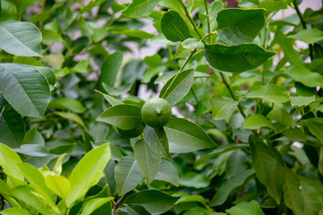 Fototapeta na wymiar green lemon in the garden