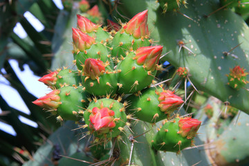 Bright red flowers of a blossoming cactus.
