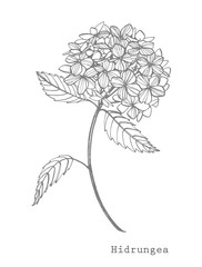 Hydrangea graphic illustration in vintage style. Flowers drawing and sketch with line-art on white backgrounds. Botanical plant illustration
