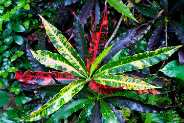 Close up of variegated tropical garden croton. © Noel