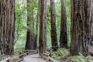 Old Growth Coast Redwood Trees around Paved Trail. Muir Woods National Monument, Marin County, California, USA.