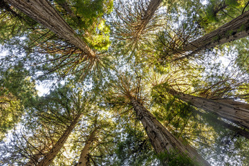 Old Growth Coast Redwood Trees Canopy. Muir Woods National Monument, Marin County, California, USA.
