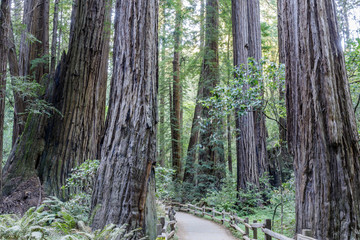 Obraz premium Old Growth Coast Redwood Trees around Paved Trail. Muir Woods National Monument, Marin County, California, USA.