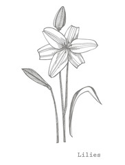 Lily flowers. Botanical illustration. Good for cosmetics, medicine, treating, aromatherapy, nursing, package design, field bouquet Hand drawn wild hay flowers