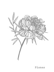 Peony flower and leaves drawing. Hand drawn engraved floral set. Botanical illustrations. Great for tattoo, invitations, greeting cards