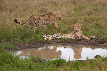 Pair of Cheetahs at a water hole
