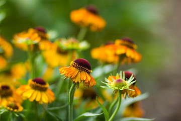 blooming helenium flowers