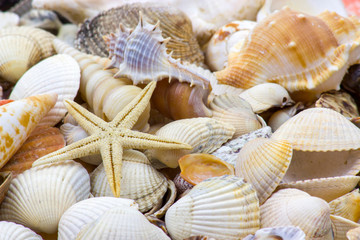 sea shells background