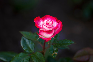 rose in the garden