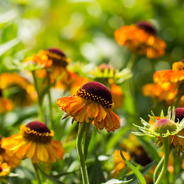 blooming helenium flowers