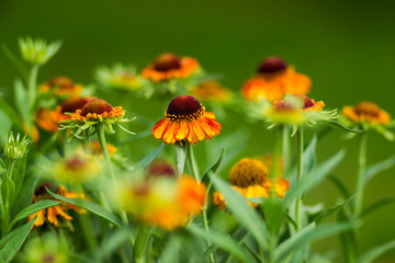 blooming helenium flowers