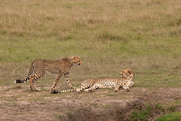 two cheetahs interacting in the Masai Mara