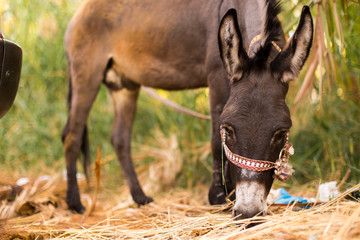 closeup of a donkey in a hay field 