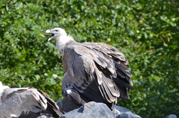 Vautour fauve (Gyps fulvus)
