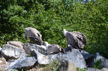 Vautour fauve (Gyps fulvus)