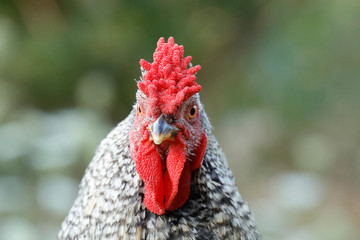Barred Rock Rooster Close Up
