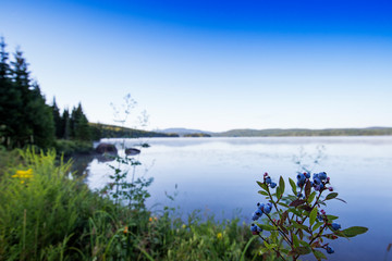 Wild blueberries ,Vaccinium angustifolium, commonly known as the wild lowbush blueberry