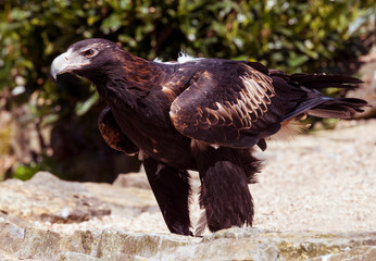 Majestic wedge-tailed eagle (Aquila audax) . The largest Australian eagle.