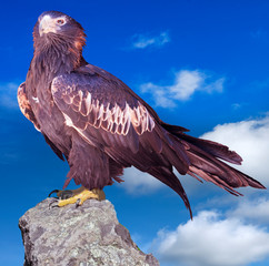 Majestic wedge-tailed eagle (Aquila audax) . The largest Australian eagle.