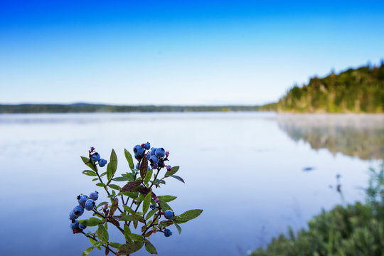 Wild blueberries ,Vaccinium angustifolium, commonly known as the wild lowbush blueberry