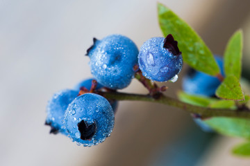 Wild Blueberries Vaccinium angustifolium, commonly known as the wild lowbush blueberry