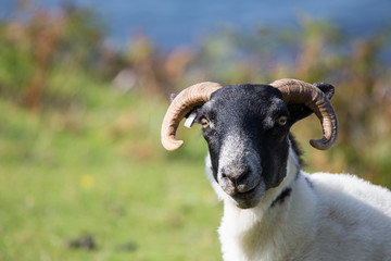 A Scottish highland sheep stares directly at the camera.It is chewing and has powerful horns.Copy Space - Image.