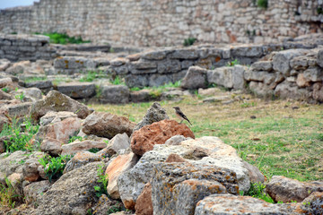 Bird on Rock and Remains at Cape Kaliakra Bulgaria 