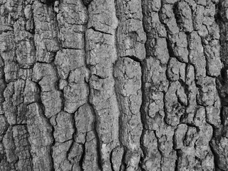 Bark with the sun on it