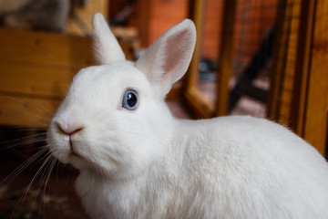 Kaninchen Weiß