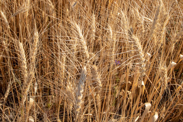The yellow ears of ripe wheat on summer field in Russia