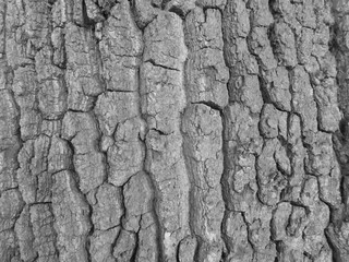 Bark with the sun on it