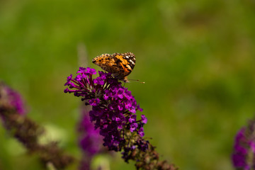 butterfly on blossom