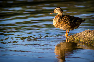 duck in the water