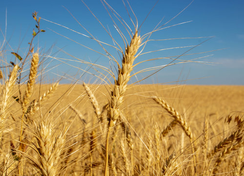 single wheat plant