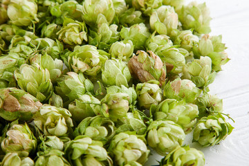 Close up view on green hop on white background. Copy space for design. Selective and soft focus. Beer and hope concpet