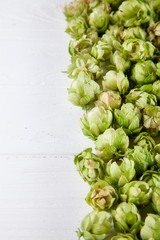 Close up view on green hop on white background. Copy space for design. Selective and soft focus. Beer and hope concpet