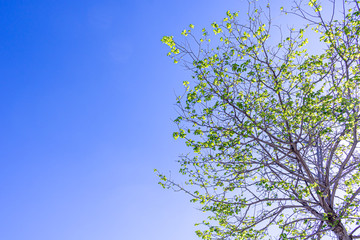 Amman spring, flowers, roses, red roses, Anemone