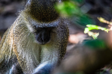 verspielte Meerkatzen