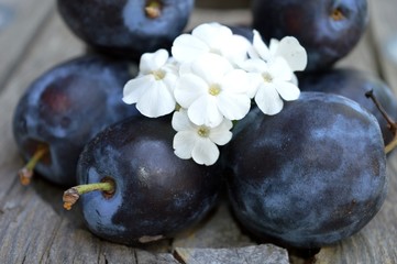 blue ripe plum and white flowers