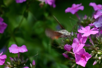 the insect flies past the pink flowers
